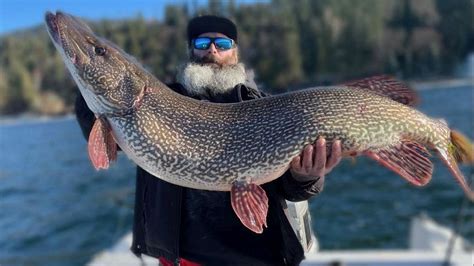 pictures of pike|rare pike bigger than northern.